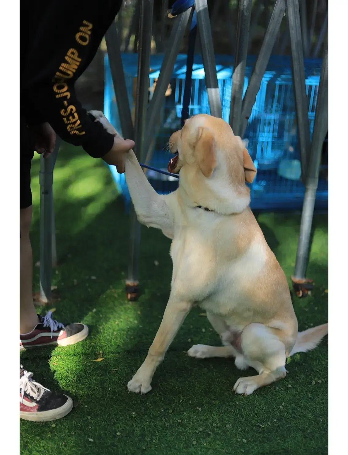 包含葡萄牙巨星赛后晒萌宠犬照片获粉丝点赞的词条